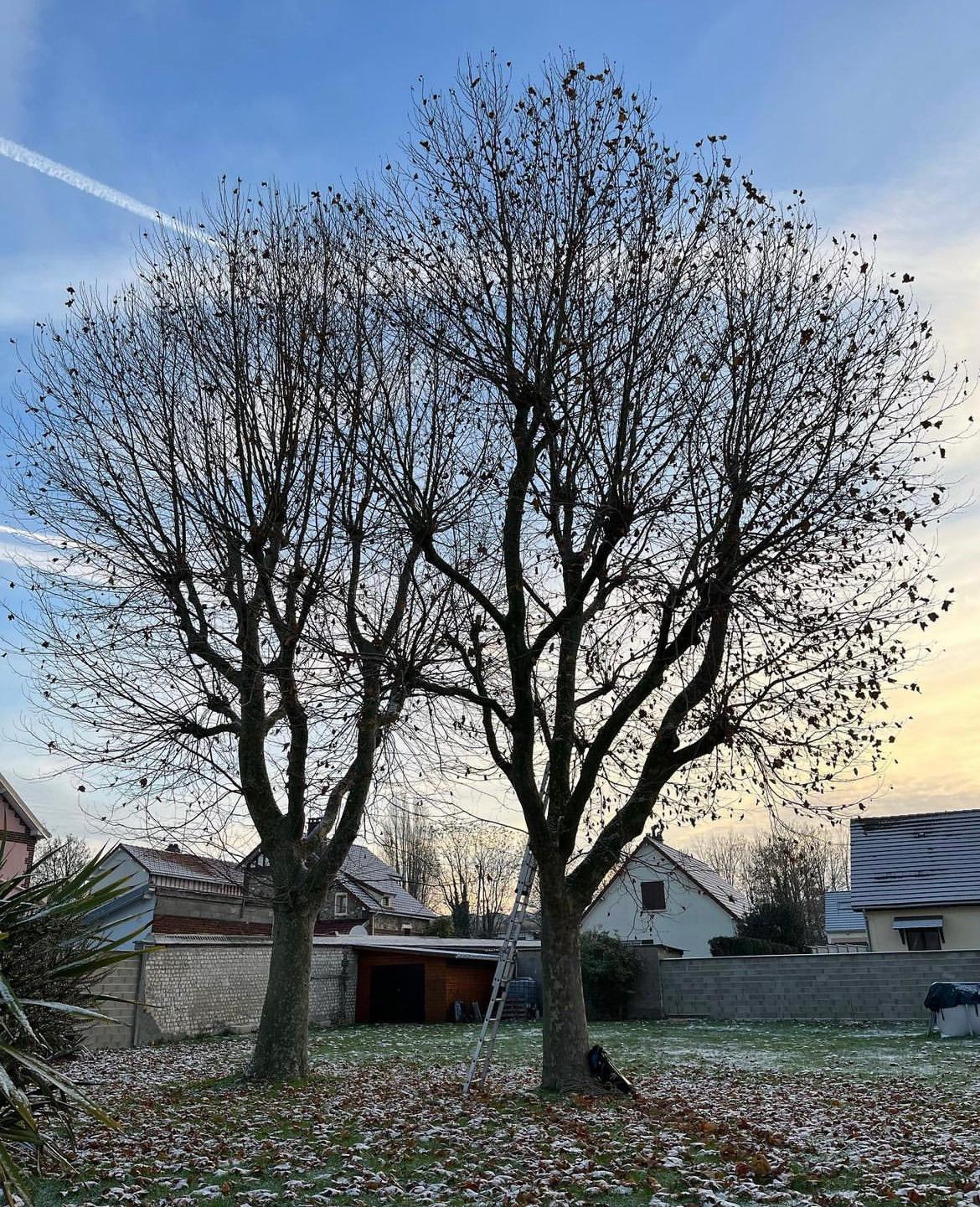 élagage d'entretien en Bretagne