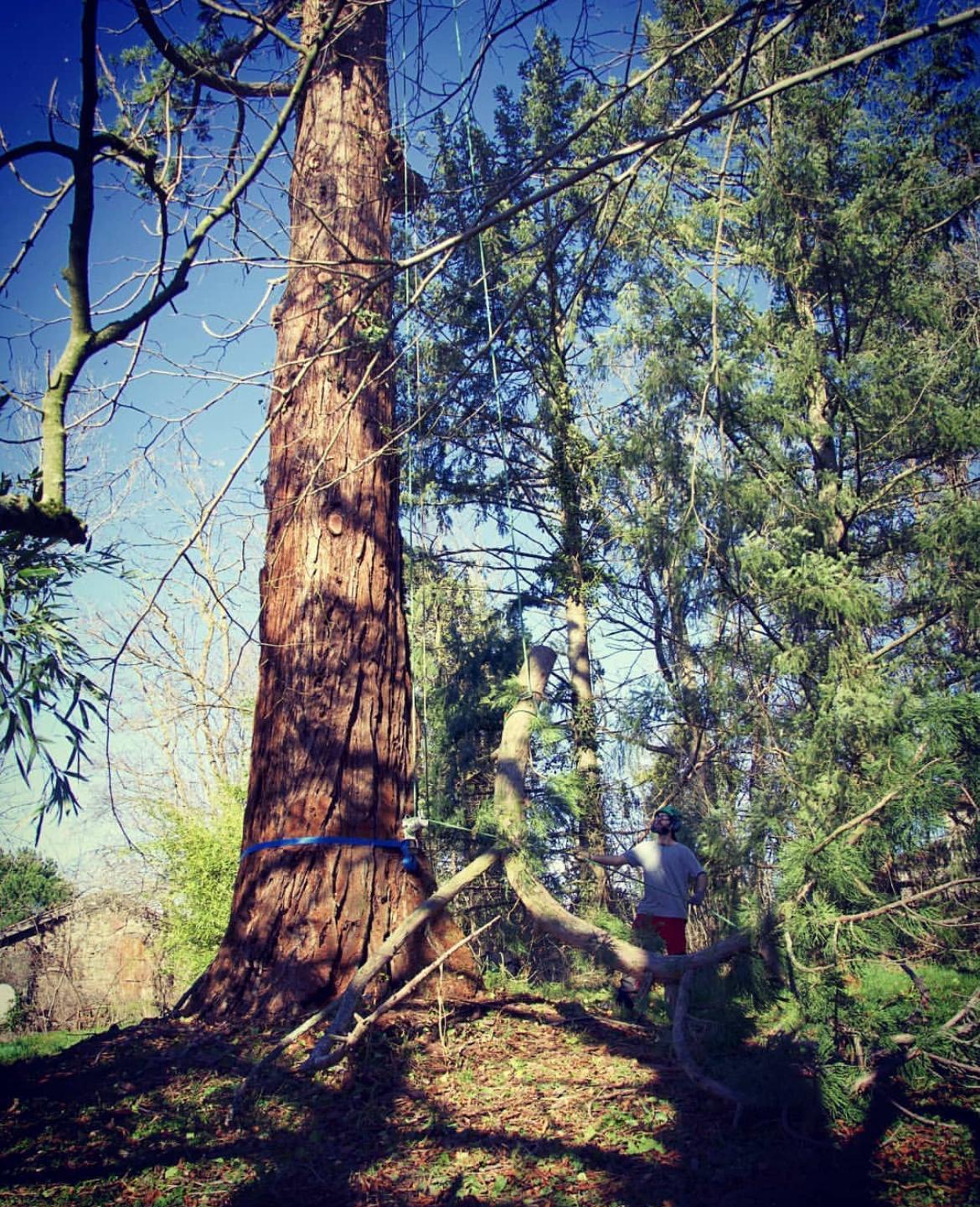 élagage en Bretagne