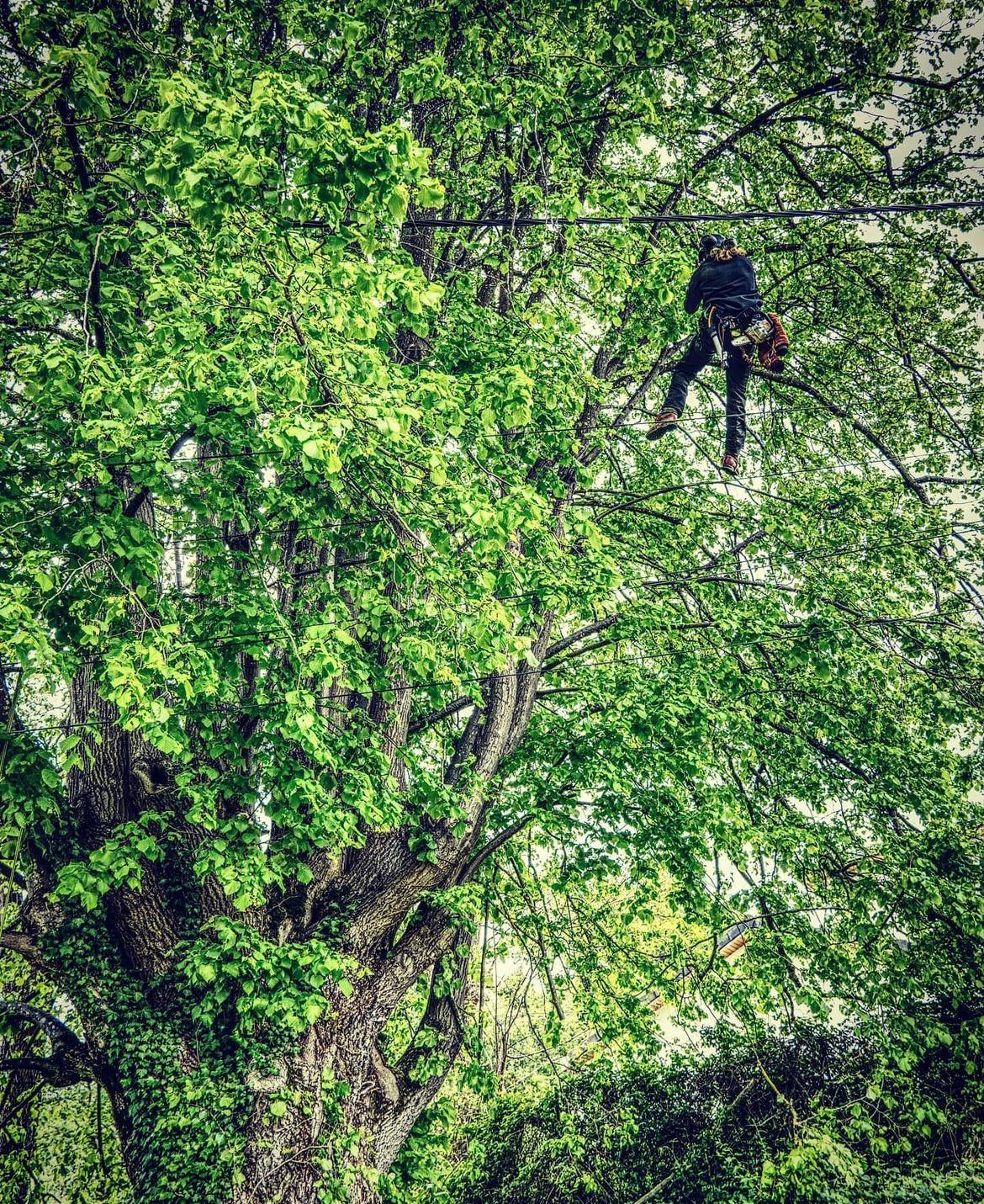 taille d'arbres en Bretagne