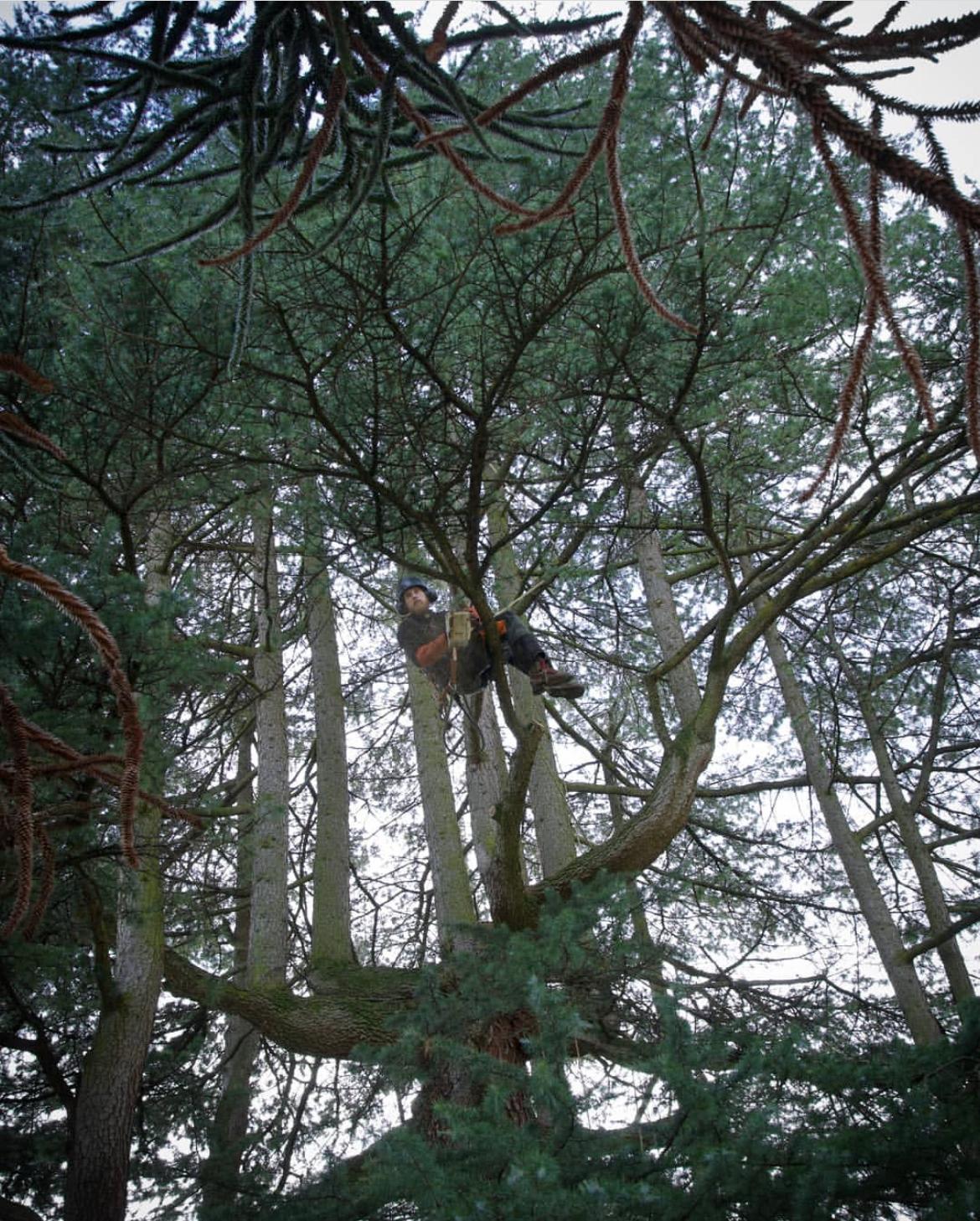 Entretien d'arbres en Nouvelle‑Aquitaine