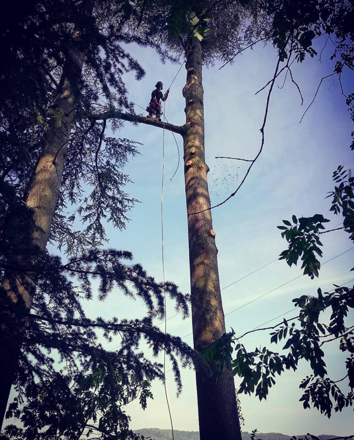 Coupage de branches dérangeantes en Bretagne