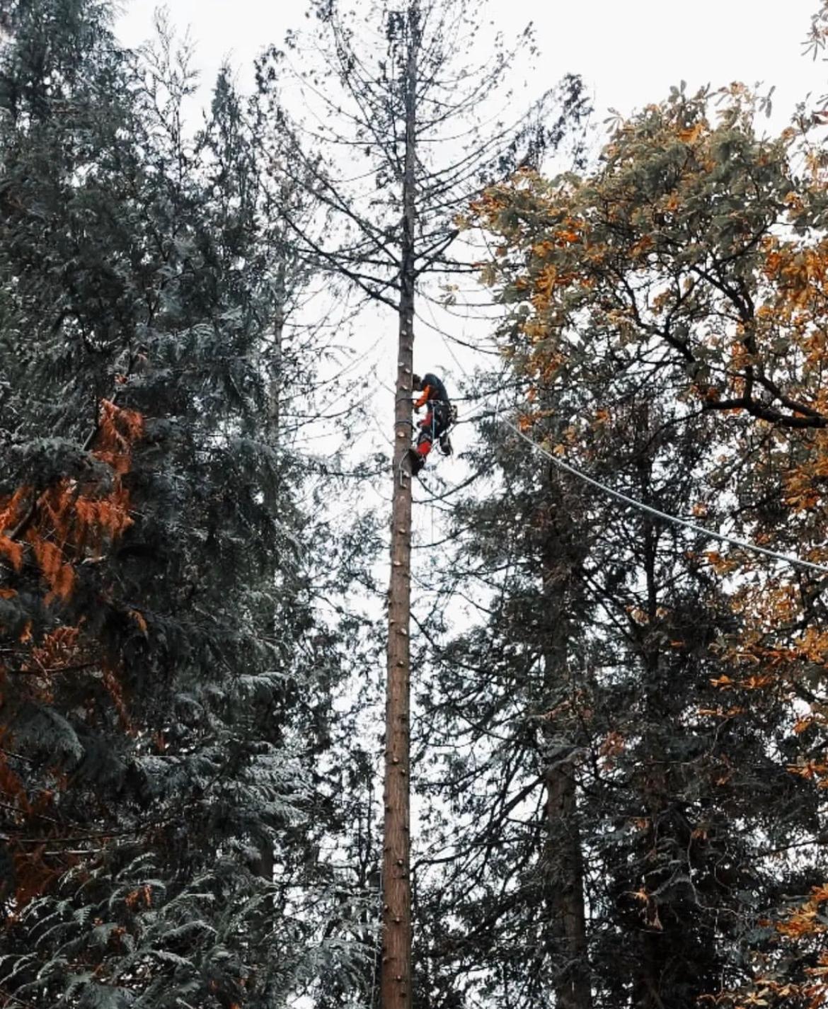 travail de coupage de branches d'un arbre en Pays de la Loire