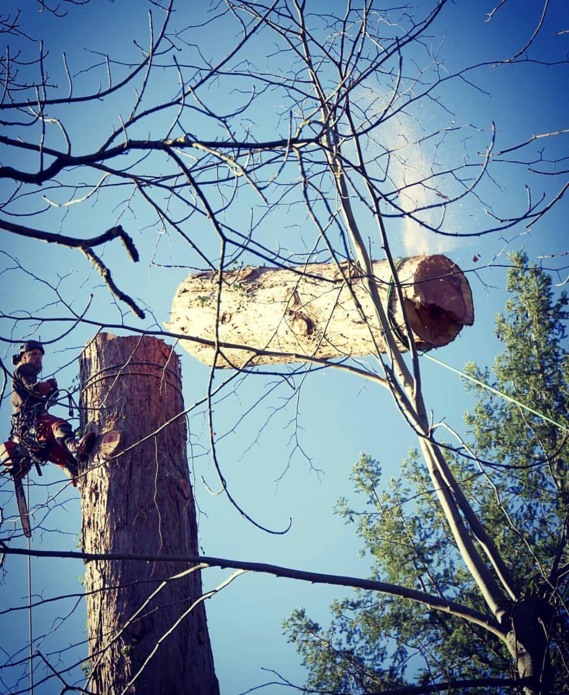taille d'arbre en Nouvelle‑Aquitaine